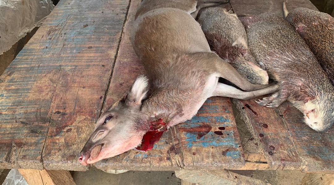 Animals killed in a wet market in Nigeria